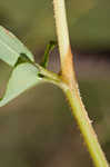 Arrowleaf tearthumb